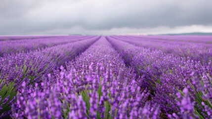 Fototapeta premium Endless rows of vibrant purple lavender flowers