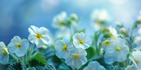Obraz premium A detailed view of multiple white flowers