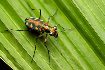 A macro photo of Tiger beetle (Cosmodela aurulenta). This is a top down photo. 