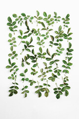 Rose leaves composition. High quality photo