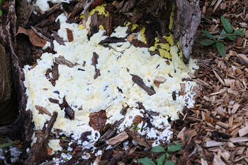 Ceratiomyxa  porioides, also called Ceratiomyxa fructiculosa var. porioides, commonly known as Coral slime mold