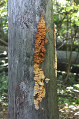 Pycnoporellus alboluteus, commonly known as the orange sponge polypore, wild fungus from Finland