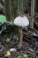 Macrolepiota procera, commonly known as the parasol mushroom, wild fungus from Finland