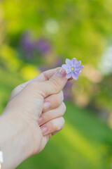 Female hand holding small lilac flower. Women fingers with beautiful purple flower close up photo with green background