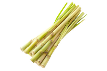 Bundle of fresh lemongrass stalks, tied together with twine, and isolated against a white background.