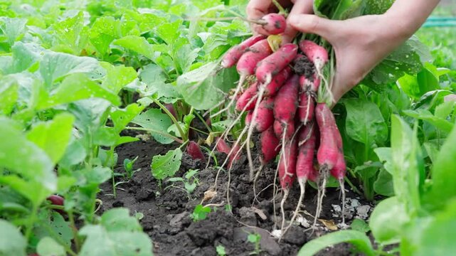 Radish harvest, organic radish, daikon, radish, turnip grown in the garden on the bed, woman harvesting long radish, French breakfast. Freshly picked radishes for making salads. Close-up, front view