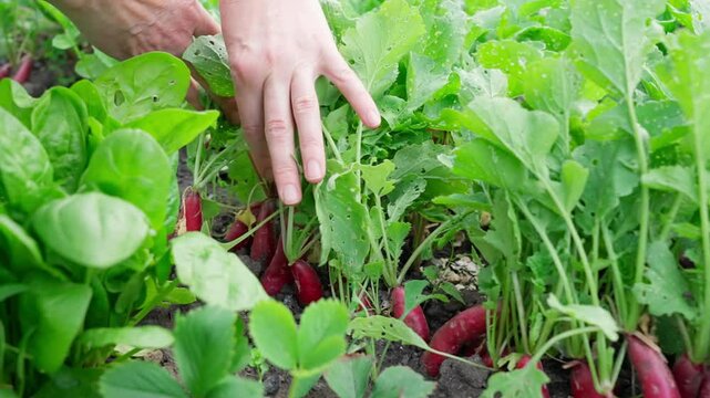 Organic radishes, daikon, radishes, turnips grown in the garden in the garden. Cleanses the body of toxins, fresh radishes for preparing salads and cold soups. Close-up, front view