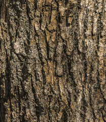 Obraz premium Vector illustration of Eucommia bark background. Natural surface texture GUTTA-PERCHA TREE 