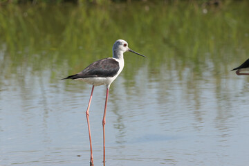 Black-winged Stilt looking for foods in wet lands