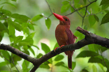 Ruddy Kingfisher is a bird that lives in the forest and eats   
 various things,cicada,lizard,crab,fish etc 
