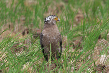 Crested Serpent Eagle with cool crown feathers is an endangered species