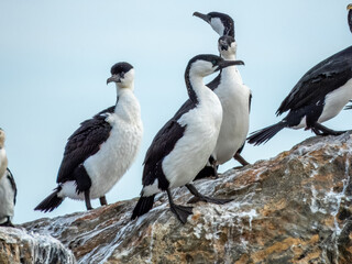 Black-faced Cormorant in South Australia