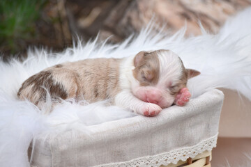 Red merle newborn Australian Shepherd Aussie puppy sleeps in a wicker basket in the spring garden