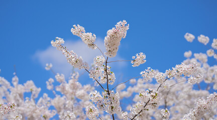 Spring flowers. Beautiful Cherry blossom tree, white flower. Blooming tree at spring, fresh white flowers on the branch of fruit tree, Spring blossom abstract background. Dreamy soft focus picture.