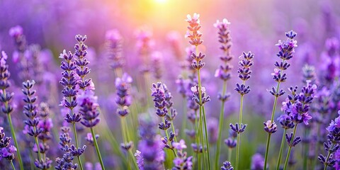Fototapeta premium Close-up of blooming lavender bushes, lavender, flowers, garden, nature, purple, plants, close-up, beautiful, fragrant, blooming