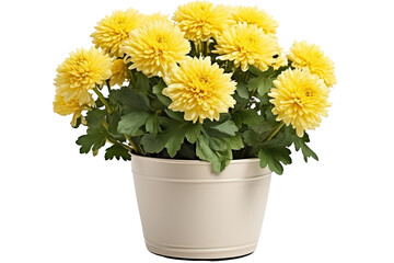 A Bountiful Bloom of Yellow Mums in a Cream-Colored Pot. on a White or Clear Surface PNG Transparent Background.