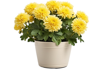 A Bountiful Bloom of Yellow Mums in a Cream-Colored Pot. on a White or Clear Surface PNG Transparent Background.