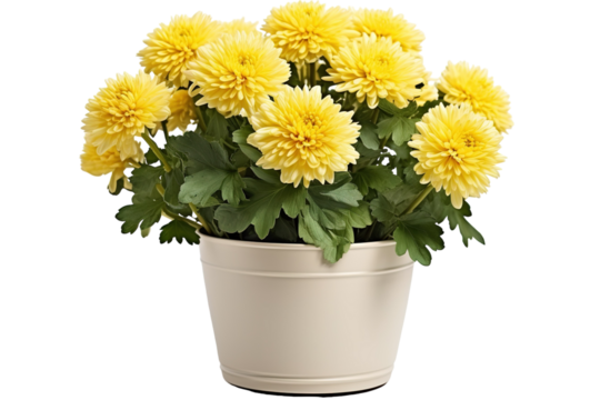 A Bountiful Bloom of Yellow Mums in a Cream-Colored Pot. on a White or Clear Surface PNG Transparent Background.