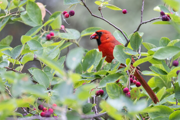 northern cardinal (Cardinalis cardinalis) eating juneberry