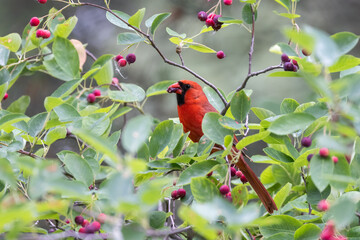 northern cardinal (Cardinalis cardinalis) eating juneberry