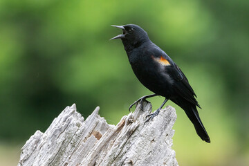 Male red-winged blackbird (Agelaius phoeniceus)