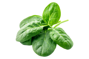 Vibrant baby spinach leaves isolated on a white background. Perfect for culinary uses