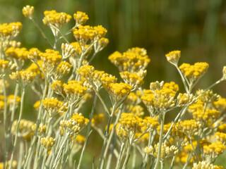 Helichrysum stoechas yellow flowers.