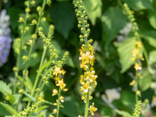Agrimonia eupatoria,common agrimony, church steeples or sticklewort plant with yellow flowers