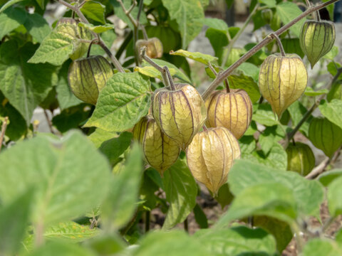 Physalis,groundcherries,husk tomatoes, husk cherries, poha berries or golden berries cultivated plant
