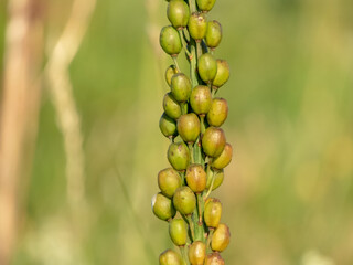 Asphodelus albus or white asphodel flowering plant seeds.