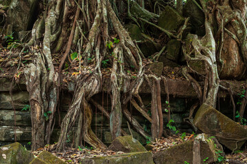 Beng Mealea Jungle Temple In Cambodia