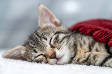 Cute kitten tabby cat on red plaid. Pet warms under a blanket in cold winter weather. cat sleeping, resting, relaxing, looking, smiling. Pets friendly and care concept. domestic cat on bed