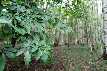 Lush deciduous tree with full foliage seen on a natural trail in the Thetford forest nature reserve, Britain.