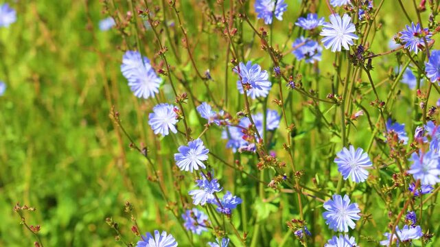 Blue wild chicory flower swaying in the wind in the field