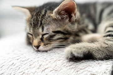 cute kitten tabby cat sleeping, resting, relaxing, looking on top of a bed. Cat sleep calm relax. Close up of the muzzle of a sleeping cat with closed and open eyes. Pets friendly and care concept.