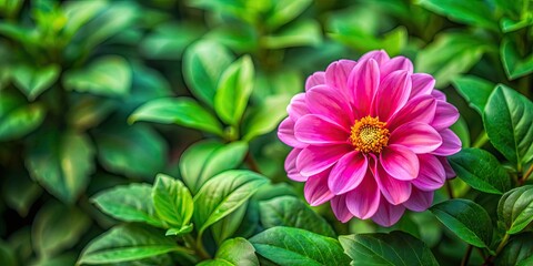Fototapeta premium Vibrant pink flower surrounded by pink and green leaves in beautiful nature setting, pink, green, leaves, flower, vibrant