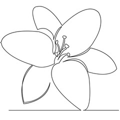 continuous single drawn one line flower lily hand-drawn picture silhouette. Line art. doodle.
