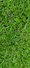 Green artificial grass natural background
