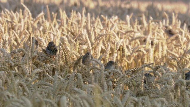 flock of sparrows in a grain field in summer