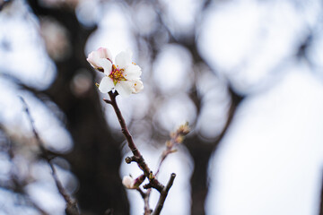 One delicate blooming white flower on the branch on a blurry background, wild almond tree against sky in bright sunny day, first early spring flowers, close up