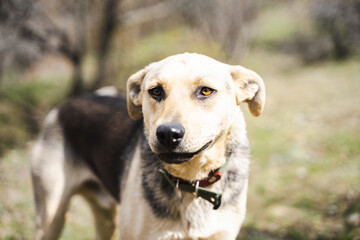 Friendly domestic dog in collar with lowered ears on walk, adorable homeless pet with sight pleading looks to camera , an animal protection concept, for a blog about pets