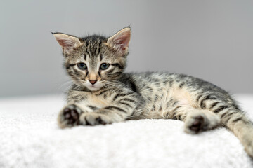 cute kitten tabby cat sleeping, resting, relaxing, looking on top of a bed. Cat sleep calm relax. Close up of the muzzle of a sleeping cat with closed and open eyes. Pets friendly and care concept.