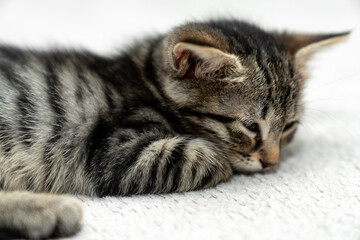 cute kitten tabby cat sleeping, resting, relaxing, looking on top of a bed. Cat sleep calm relax. Close up of the muzzle of a sleeping cat with closed and open eyes. Pets friendly and care concept.