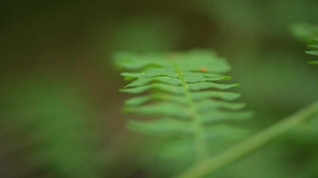 Mosquito on green ferns in a dense forest