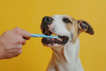 Close-up of a hand brushing a dog teeth with a toothbrush isolated solid color background
