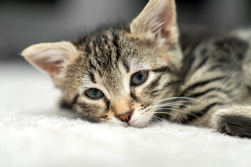 cute kitten tabby cat sleeping, resting, relaxing, looking on top of a bed. Cat sleep calm relax. Close up of the muzzle of a sleeping cat with closed and open eyes. Pets friendly and care concept.