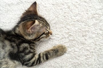 cute kitten tabby cat sleeping, resting, relaxing, looking on top of a bed. Cat sleep calm relax. Close up of the muzzle of a sleeping cat with closed and open eyes. Pets friendly and care concept.