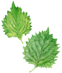 青しそ（大葉）２枚　水彩イラスト