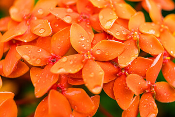 Raindrops on a daffodil after the rain