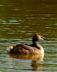 great crested grebe